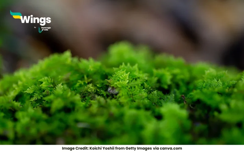 What is a thallus organisation