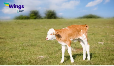 name of a baby cow