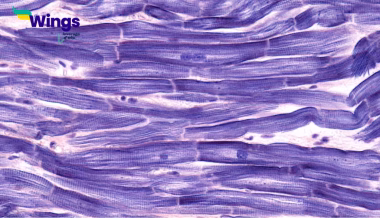 Myocardium Belongs To Which System