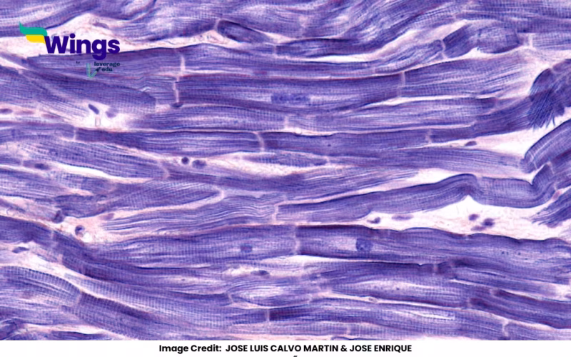 Myocardium Belongs To Which System