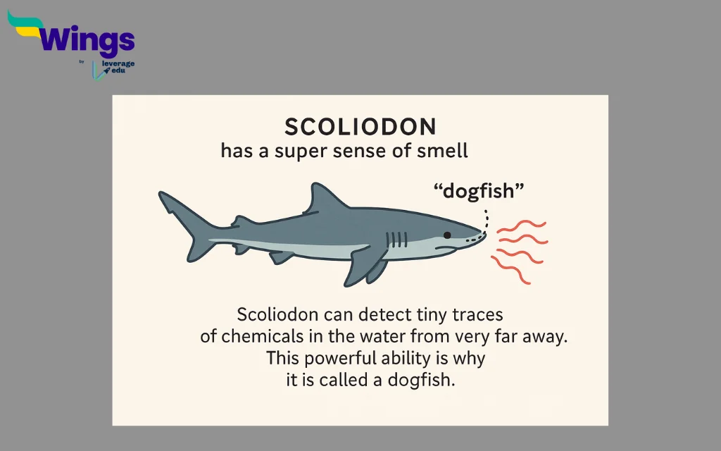 Why Scolidon is called Dogfish