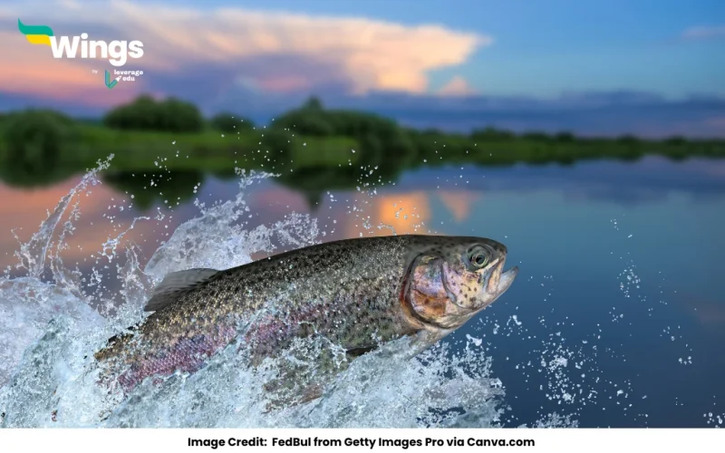 Scoliodon is called dogfish due to one of its