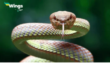 what the study of snakes is called