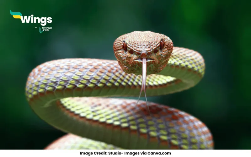 what the study of snakes is called