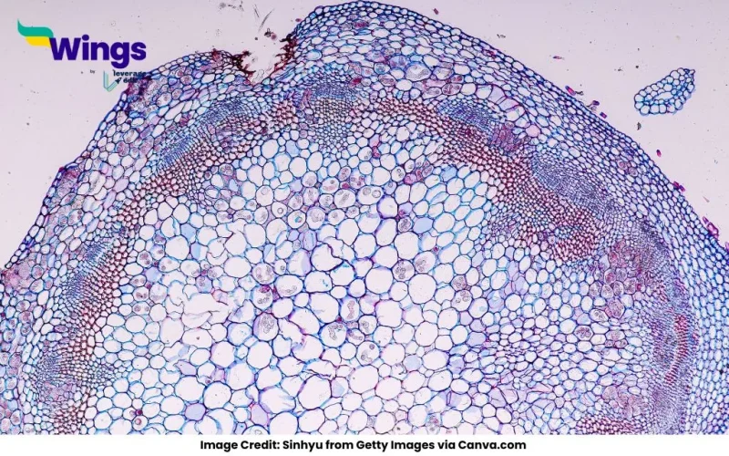 four types of Phloem tissue