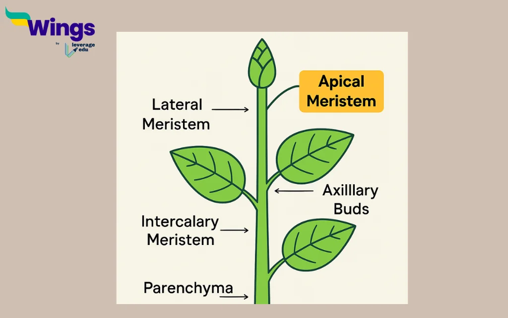 Axillary and terminal buds