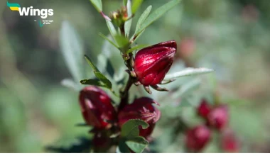 Axillary and terminal buds develop by activity of