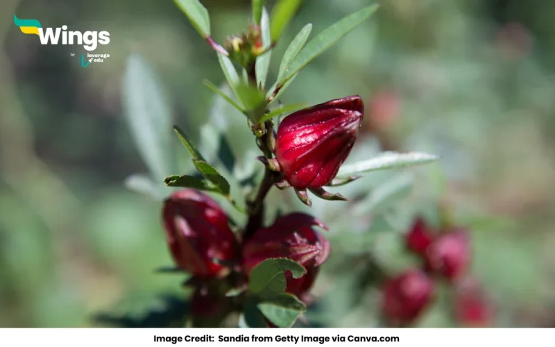 Axillary and terminal buds develop by activity of