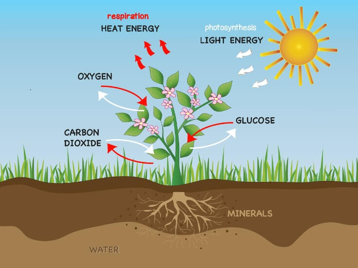 how plant respiration is different from animal respiration