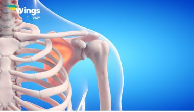 The-Bone-Matrix-is-Rich-in