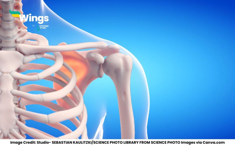 The-Bone-Matrix-is-Rich-in