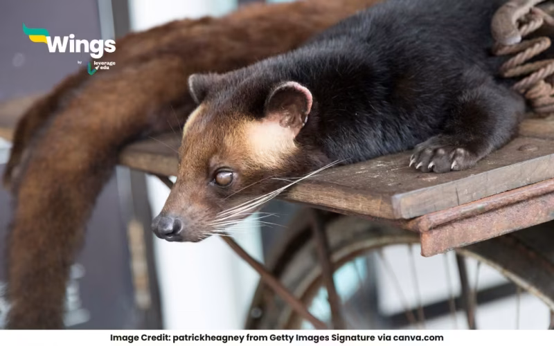 Is Civet Cat Dangerous