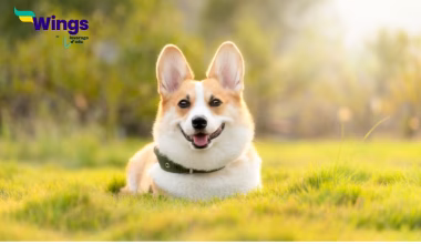 scientific name of dog