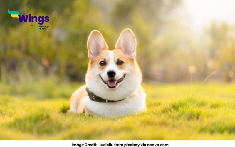 scientific name of dog