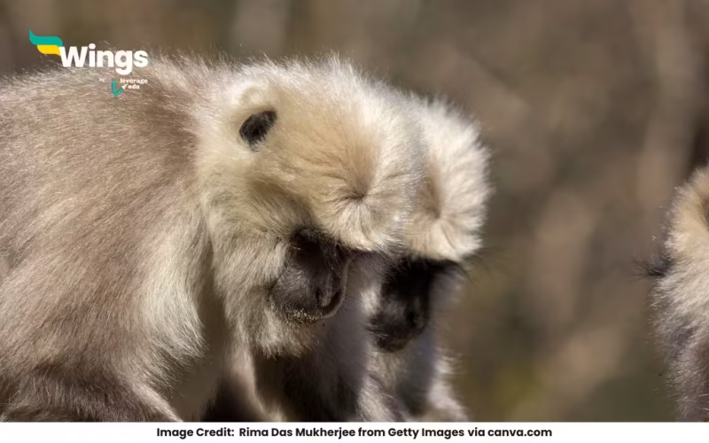 Are Langur Monkeys Friendly