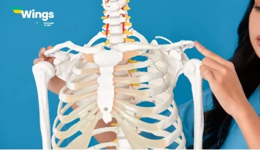 Why-is-clavicle-bone-called-beauty-bone