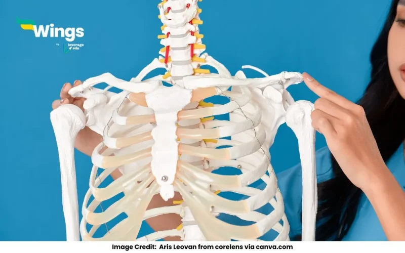 Why-is-clavicle-bone-called-beauty-bone