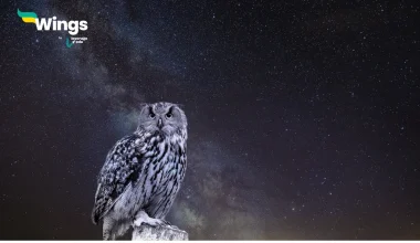 A night bird (owl) can see very well at night but not during the day. Why