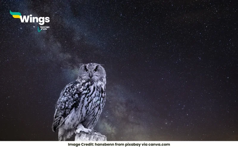 A night bird (owl) can see very well at night but not during the day. Why