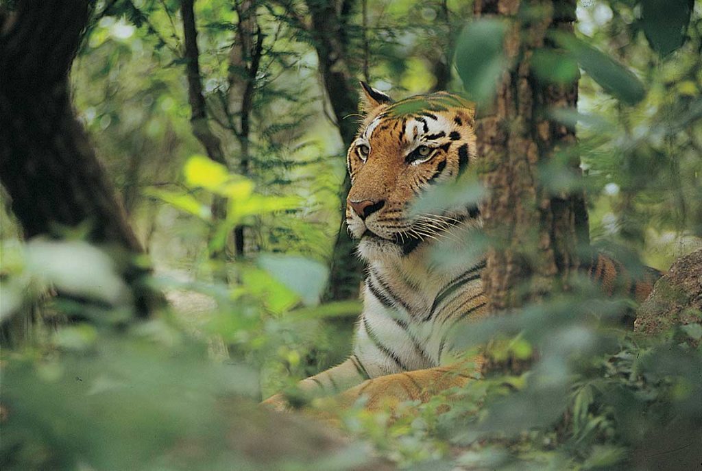 Rajiv Gandhi National Park is situated