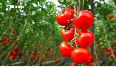 Which acid is present in a tomato?