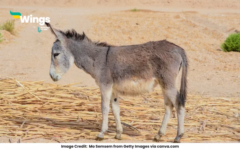 Another Name for a Donkey