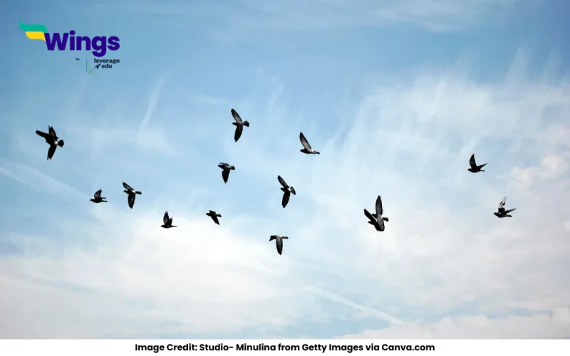 ___________ birds have colourful wings.