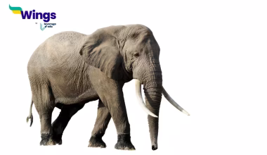 maximum age of elephant