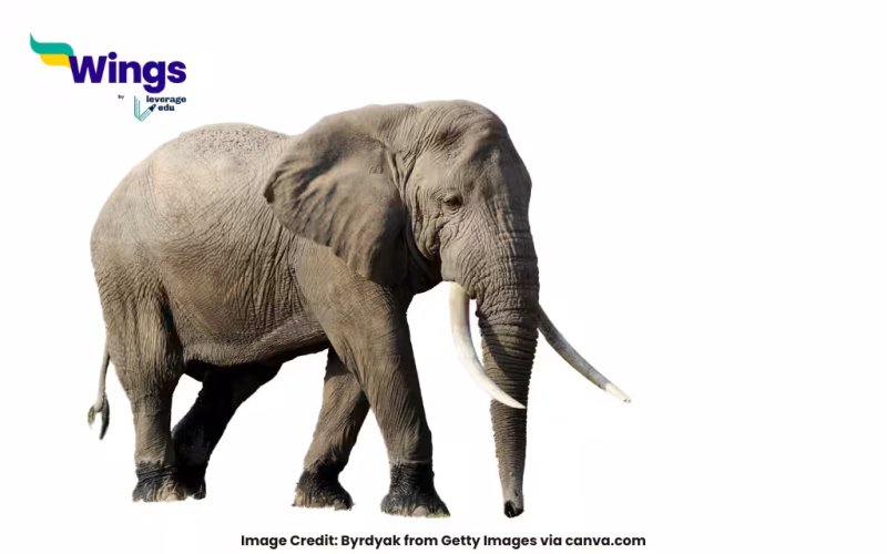 maximum age of elephant