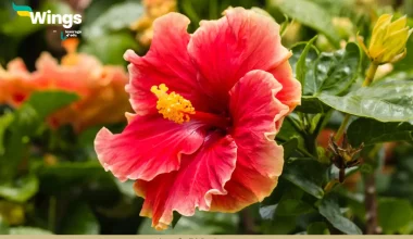 China rose belong to the family