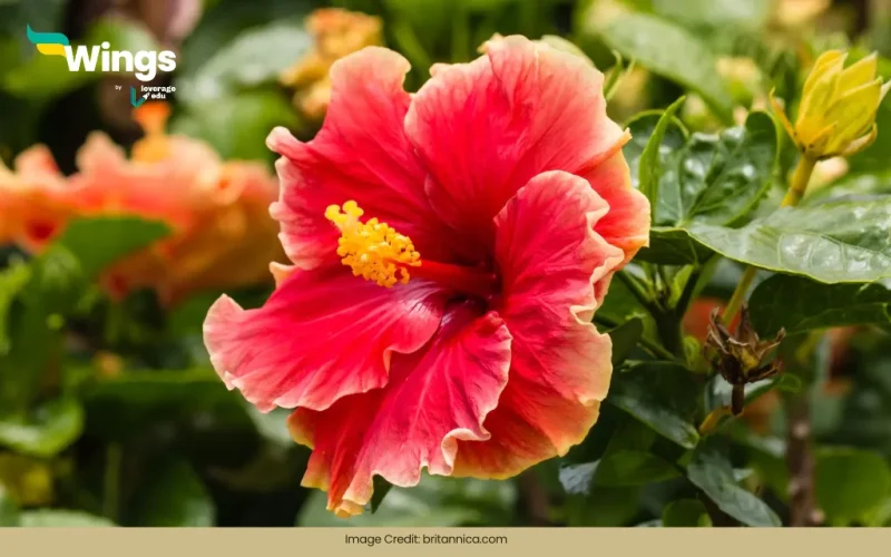 China rose belong to the family