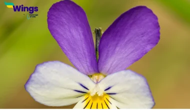 What is Zygomorphic flower give example