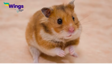 What is a Hamster