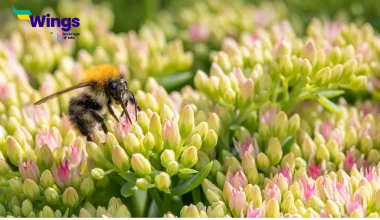 difference between Self-Pollination and Cross-Pollination
