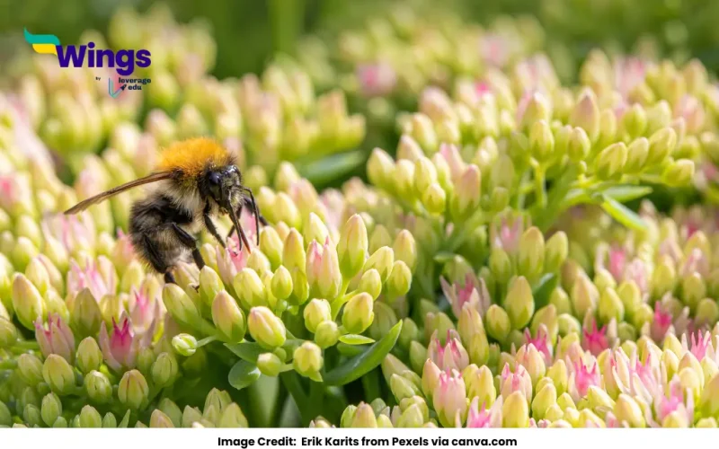 difference between Self-Pollination and Cross-Pollination