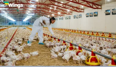 management practices are common in dairy and poultry farming