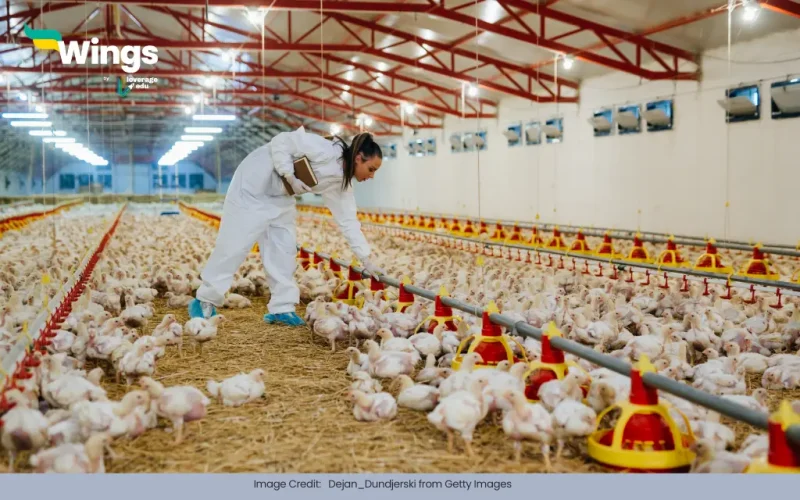 management practices are common in dairy and poultry farming