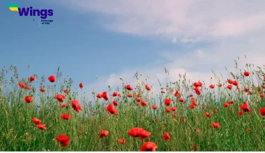 What is a solitary flower