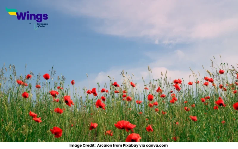 What is a solitary flower