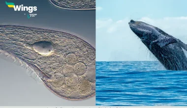 Define Unicellular and Multicellular Organisms