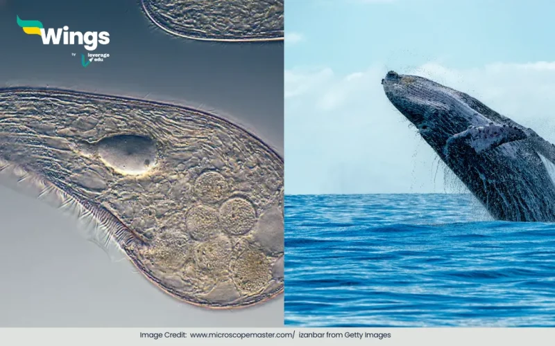 Define Unicellular and Multicellular Organisms