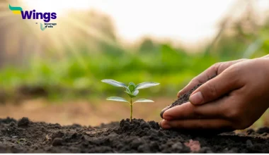 Name the states where black soil is found