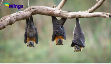 Why are Bats nocturnal animals
