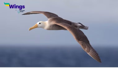 9-letter large seabird