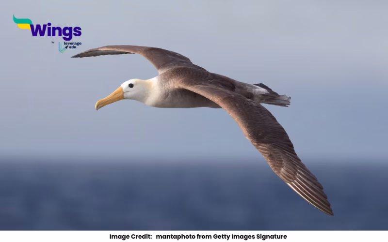 9-letter large seabird