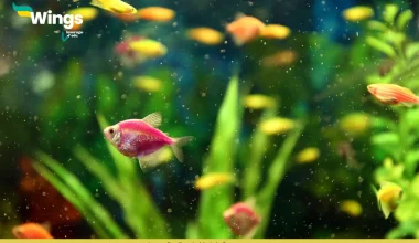 The study of fish is called Pisciculture