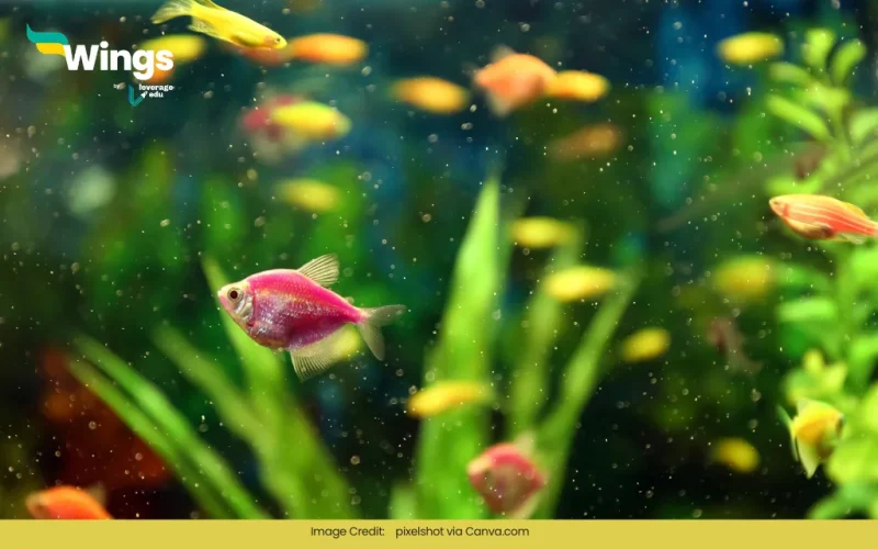 The study of fish is called Pisciculture