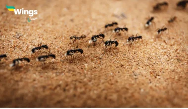 There is a colony of ants in the backyard.