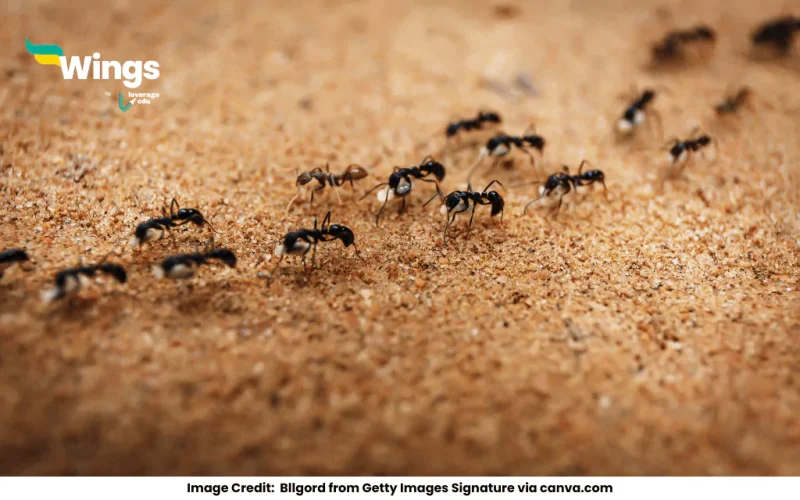 There is a colony of ants in the backyard.