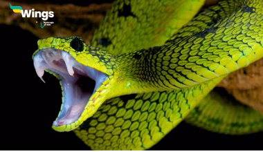 Is Thread Snake Harmful